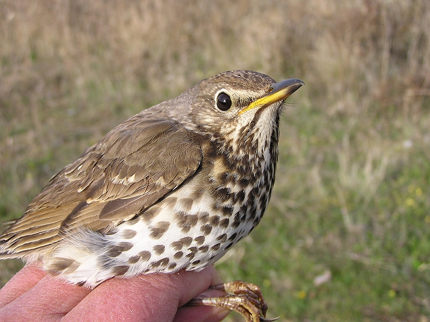 Song Thrush, Sundre 20050512